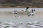 flying Snow Geese