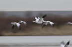 flying Snow Geese