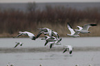 flying Snow Geese