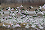 Snow Geese