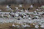 Snow Geese