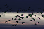 flying Snow Geese