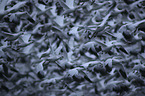 flying Snow Geese