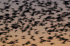 flying Snow Geese