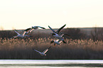 flying Snow Geese