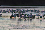 Snow Geese