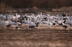 Snow Geese