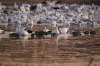 Snow Geese