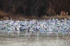 Snow Geese