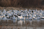 Snow Geese