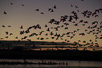 flying Snow Geese