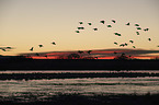 flying Snow Geese