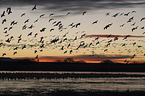 flying Snow Geese