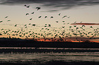Snow Geese