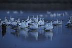 Snow Geese