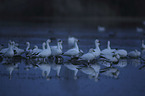 Snow Geese