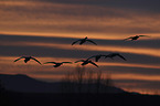 Snow Geese