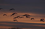 Snow Geese