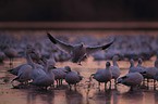 Snow Geese