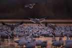 Snow Geese