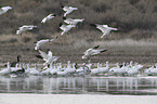 Snow Geese