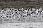 Snow Geese