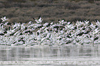 Snow Geese