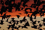 flying Snow Geese