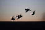snow geese