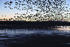 snow geese
