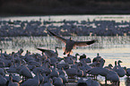 snow geese