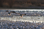 snow geese