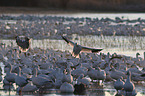 snow geese