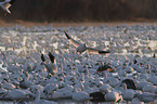 snow geese
