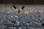 snow geese