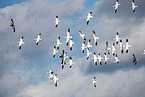 snow geese