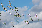 snow geese
