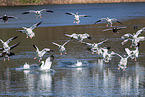 snow geese