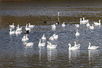 snow geese