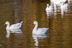 snow geese