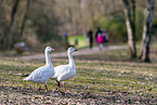 snow geese