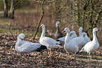 snow geese