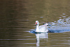 snow goose