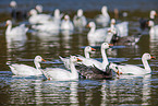 snow geese