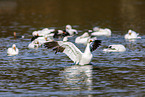 snow geese