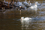snow geese