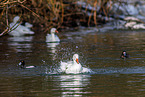 snow geese