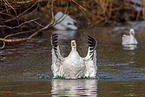 snow geese