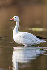 snow goose