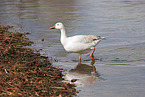 snow goose